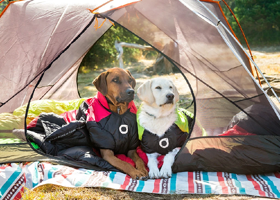 Essentials Dog Gears for Outdoor Adventure - About Dog Facts