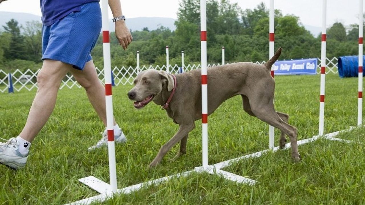 different-training-methods-for-your-dog-about-dog-facts