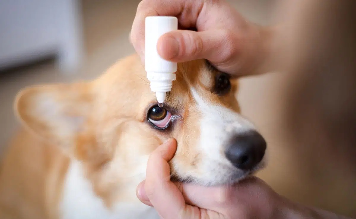 The Best Eye Wash for Dogs About Dog Facts