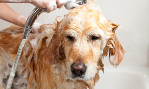 How often should you take your pet to a grooming service?