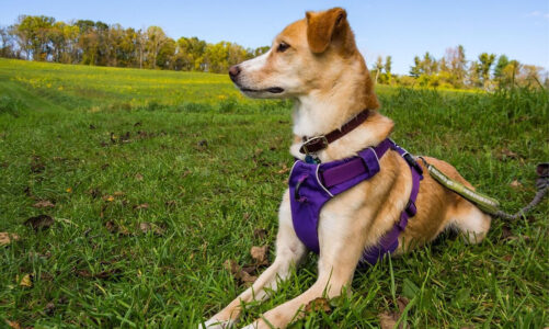 Ways to Upgrade Your Dog’s Collar and Leash