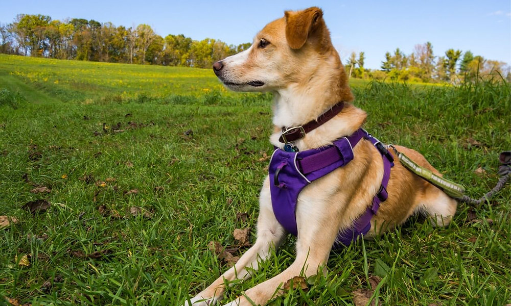 Dog Collars and Leashes