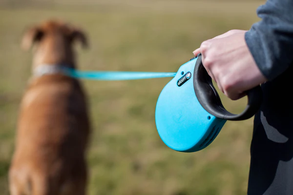 Dog Collars and Leashes