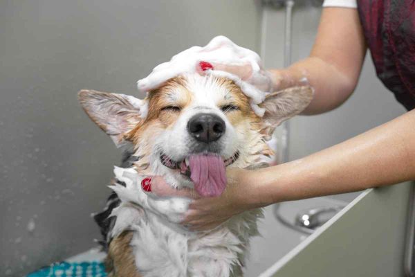 Dog Grooming Service