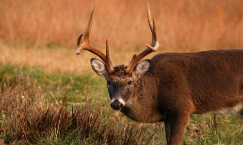 Adjusting Whitetail Deer Hunting Tactics: From Rut Through Winter