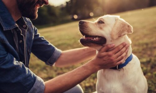 CBD oil for dog allergies