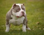 How Much Does an American Bully Cost​