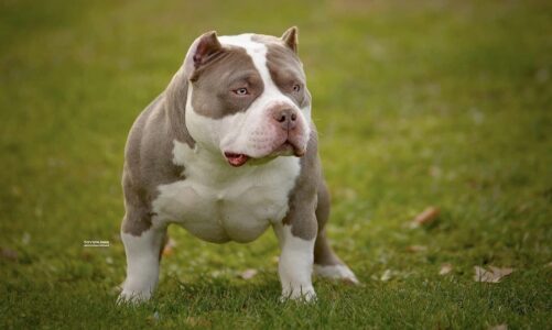 How Much Does an American Bully Cost​