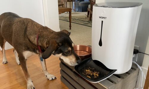 WOPET HV10DP: The Ultimate Smart Pet Feeder for Modern Pet Care