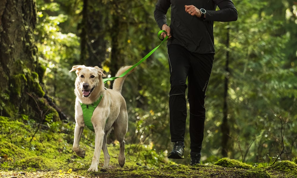 Dog Leash And Collar