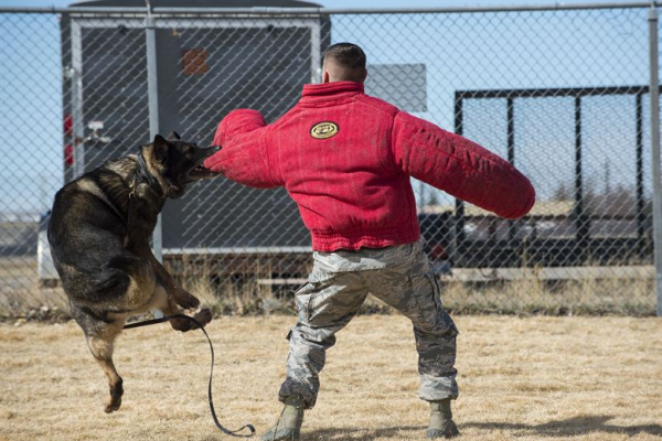 Protection Dogs